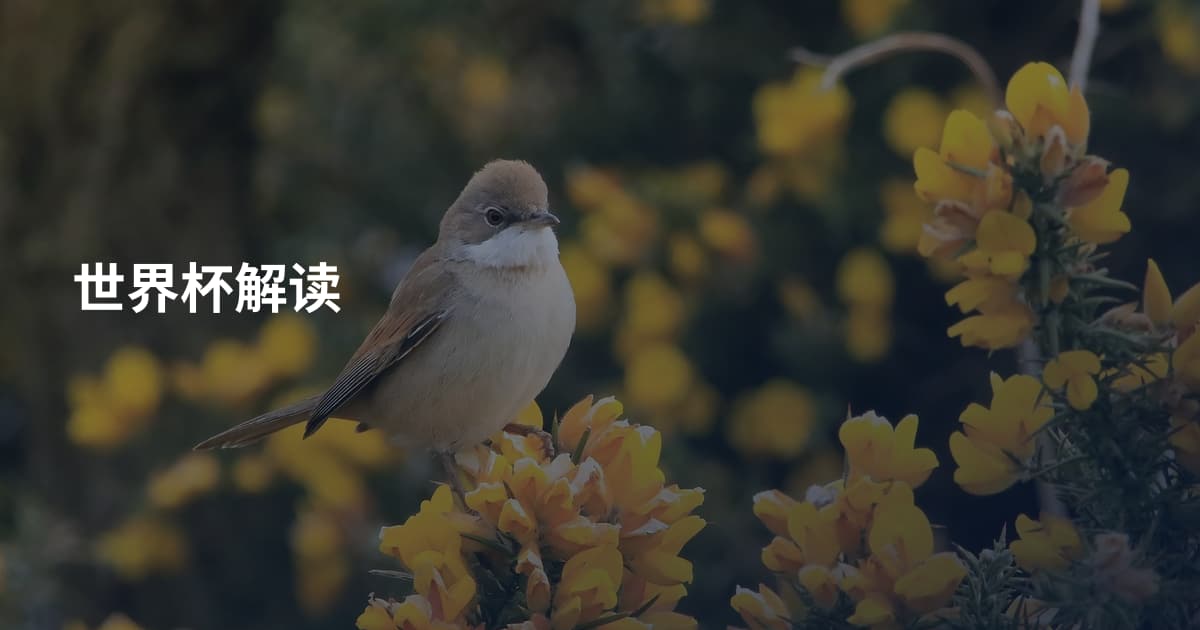 世界杯解读