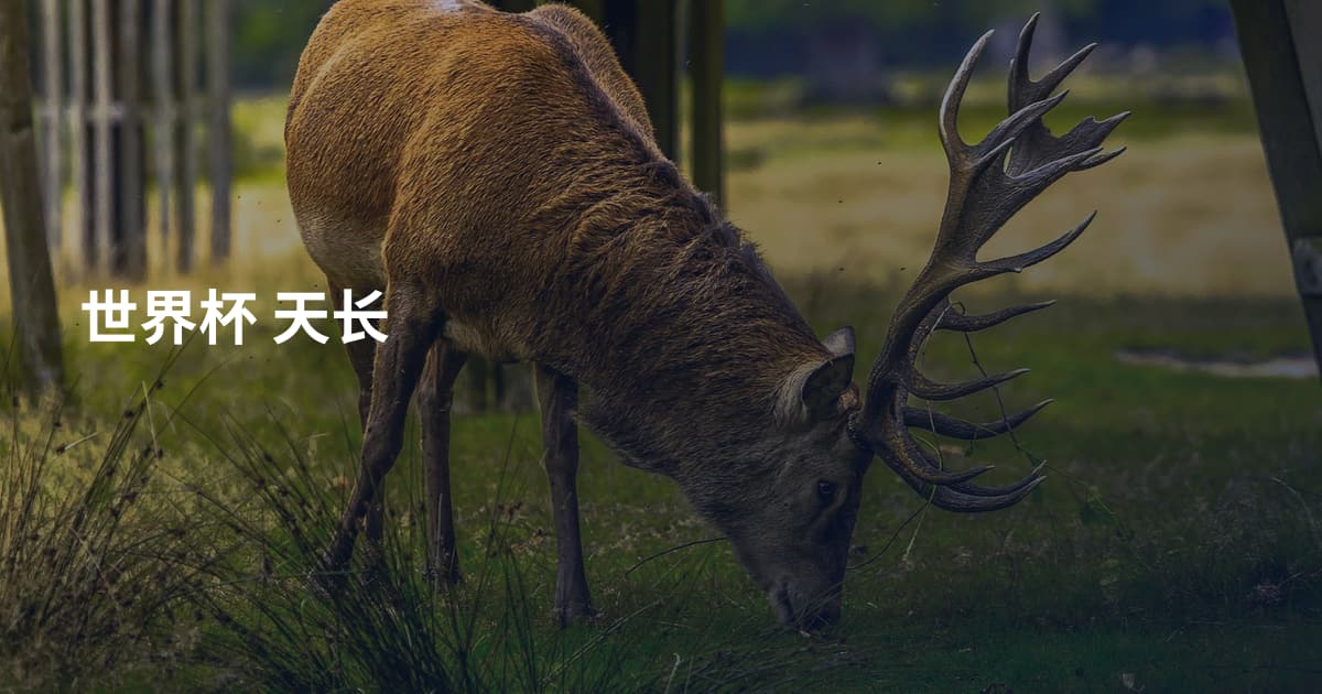 世界杯 天长