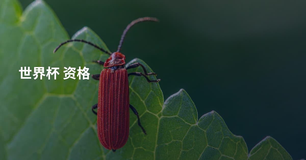 世界杯 资格