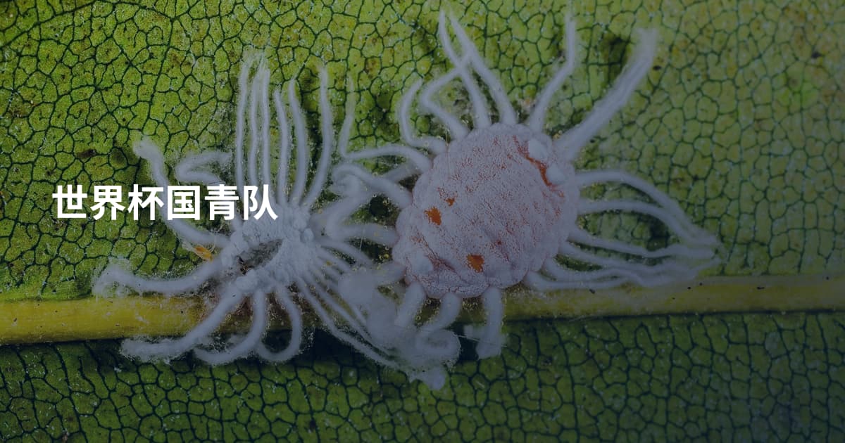 世界杯国青队
