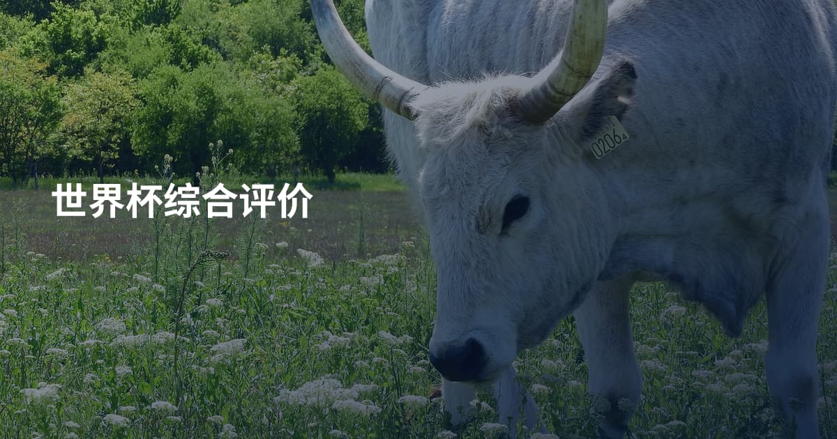 世界杯综合评价