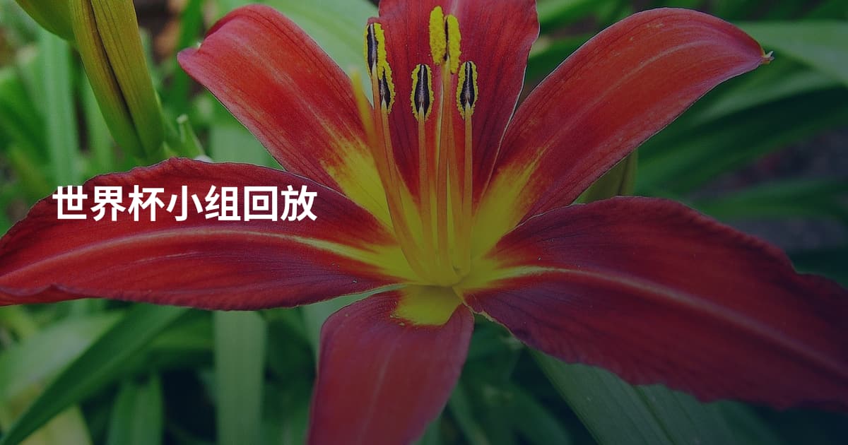 世界杯小组回放