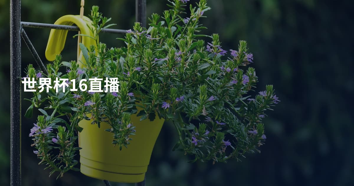 世界杯16直播