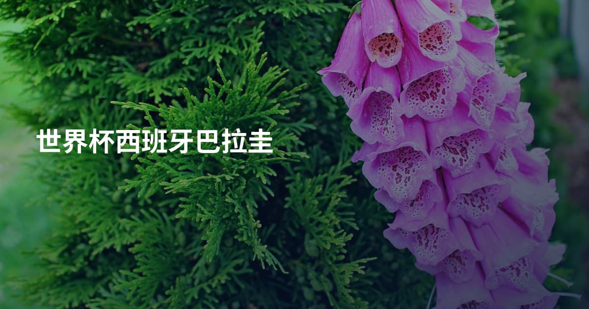 世界杯西班牙巴拉圭