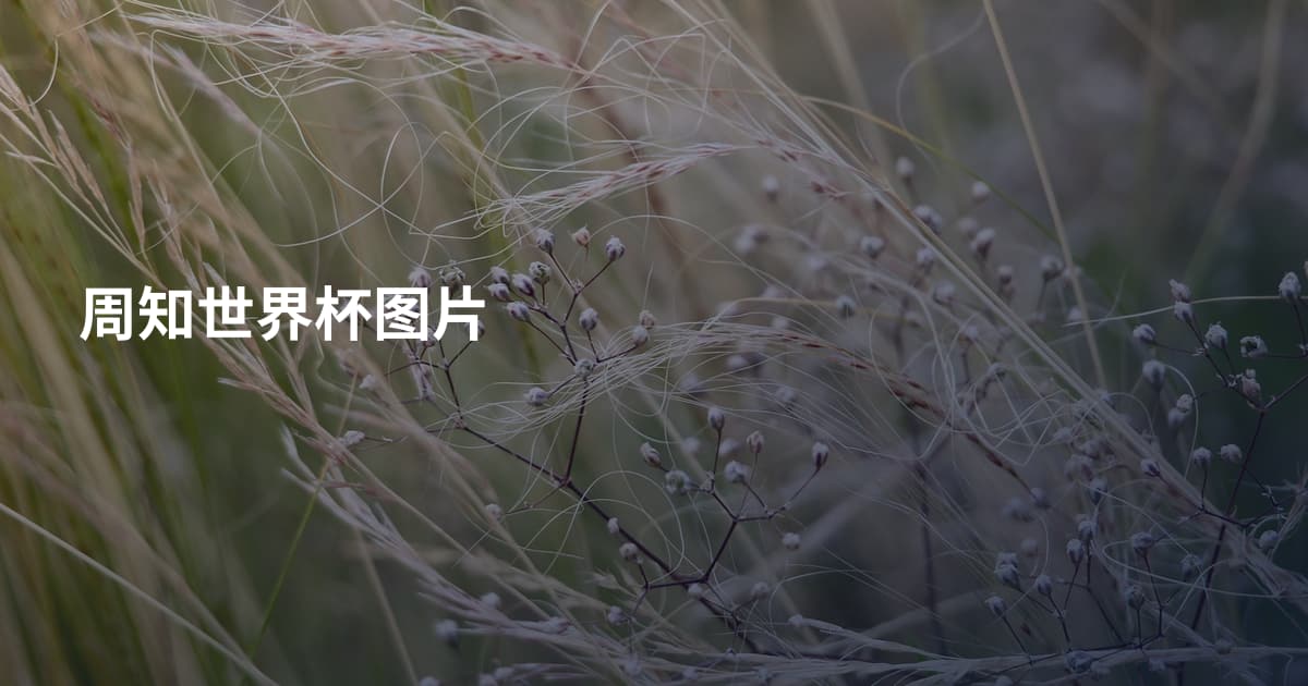 周知世界杯图片