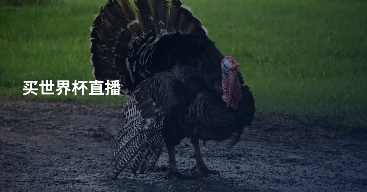 买世界杯直播
