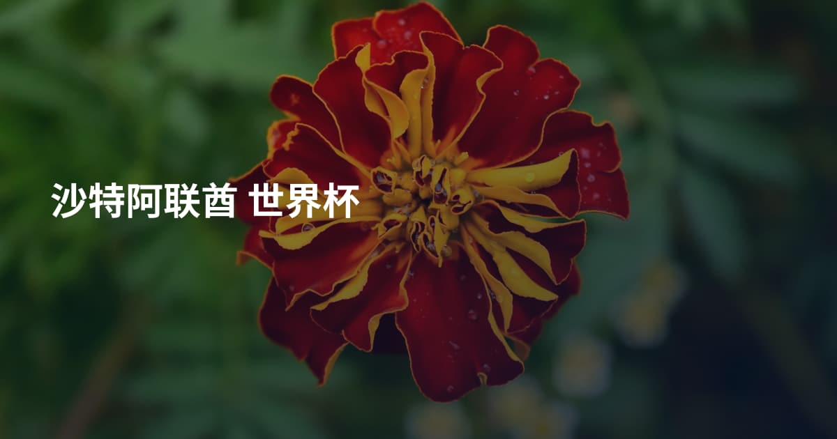 沙特阿联酋 世界杯