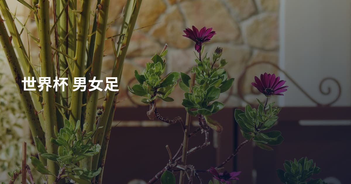 世界杯 男女足
