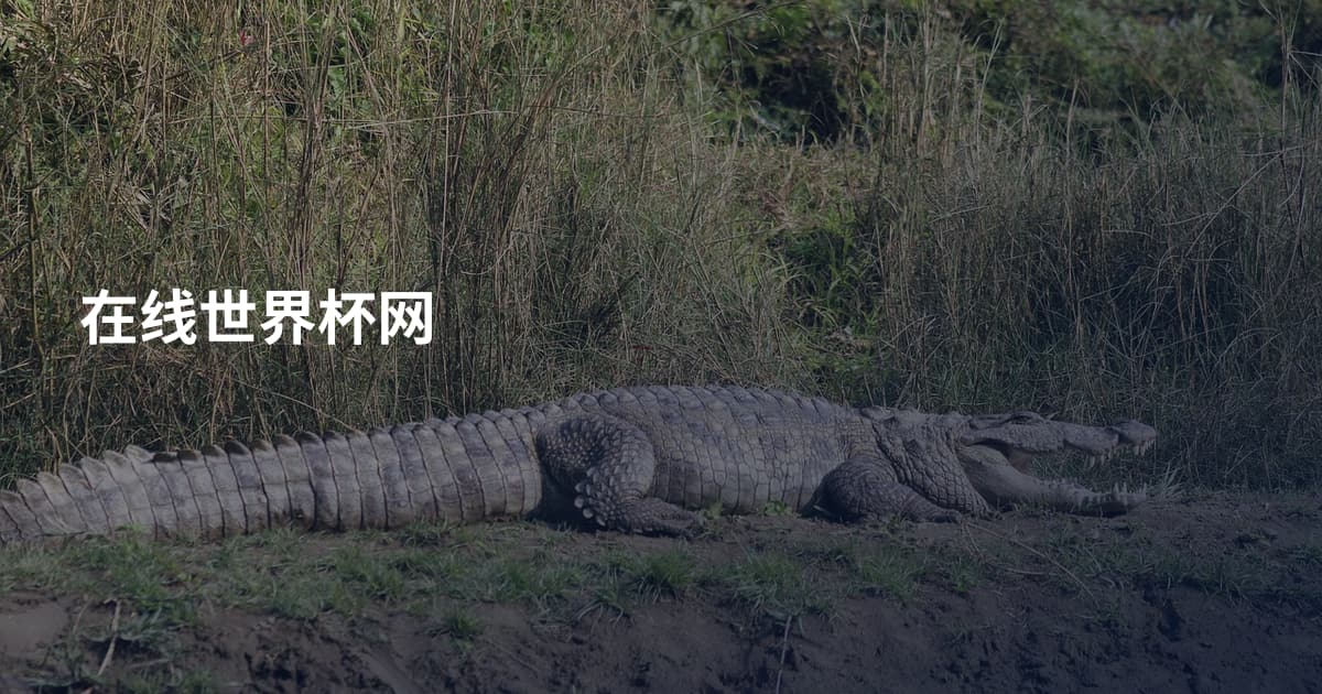 在线世界杯网