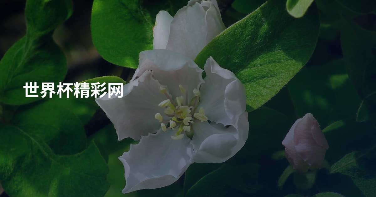 世界杯精彩网