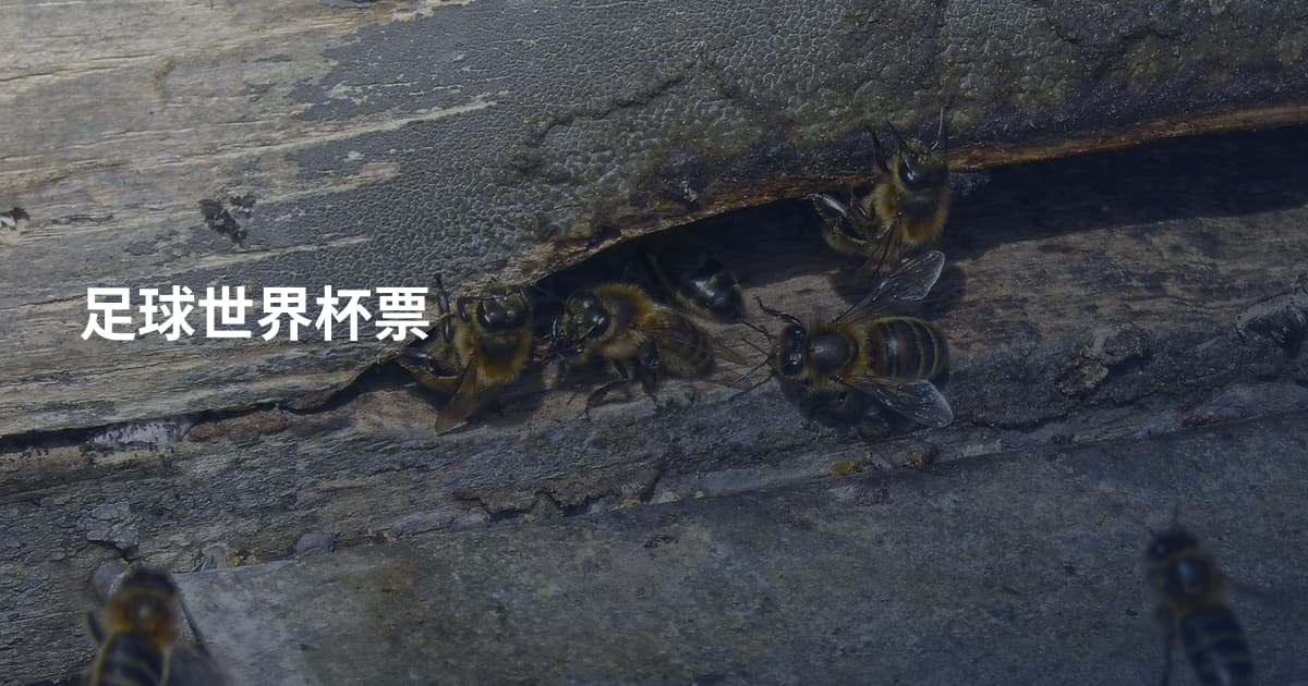 足球世界杯票