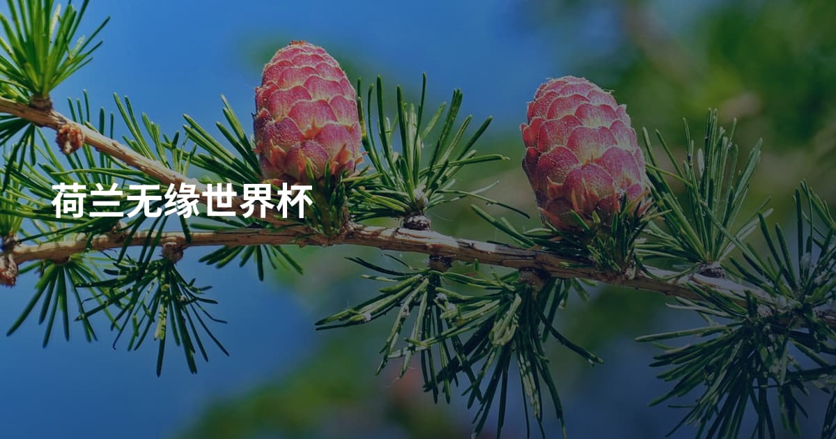 荷兰无缘世界杯