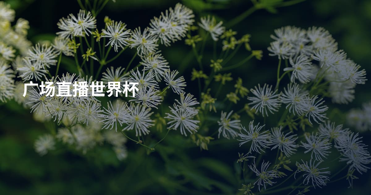 广场直播世界杯