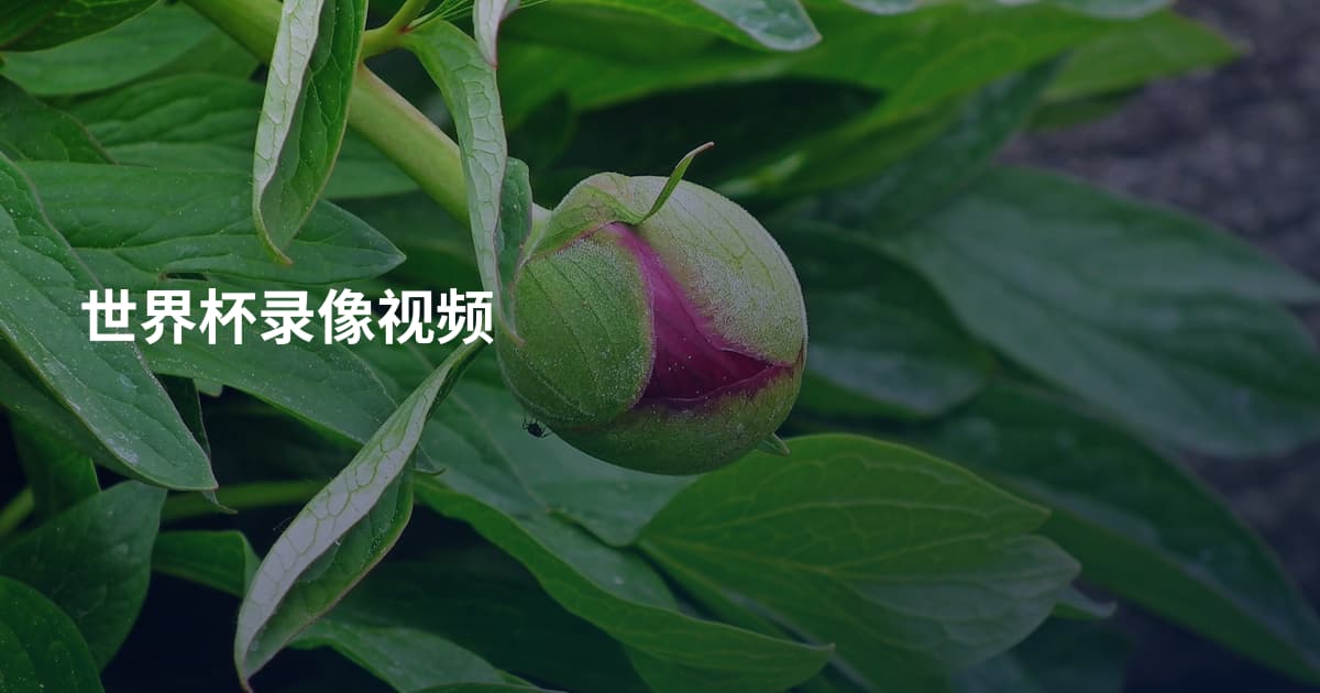 世界杯录像视频