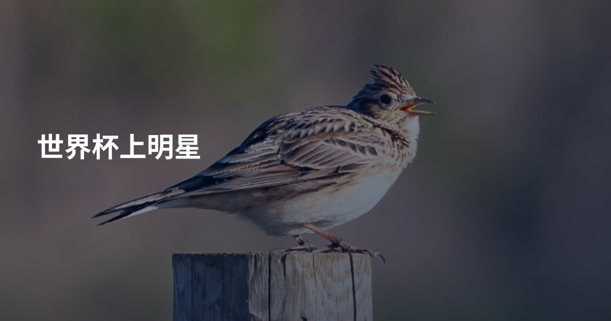 世界杯上明星