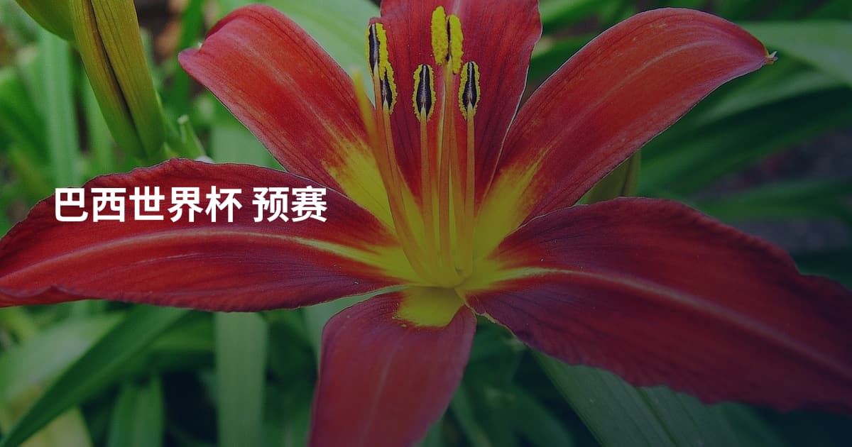 巴西世界杯 预赛