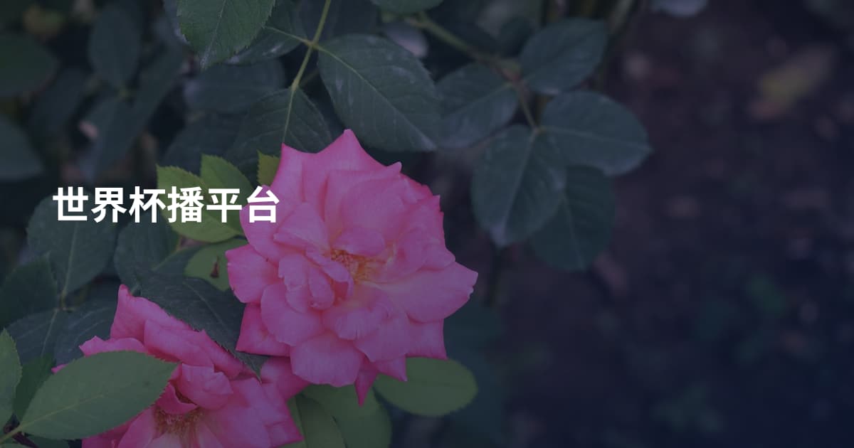 世界杯播平台