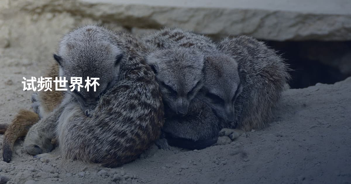 试频世界杯