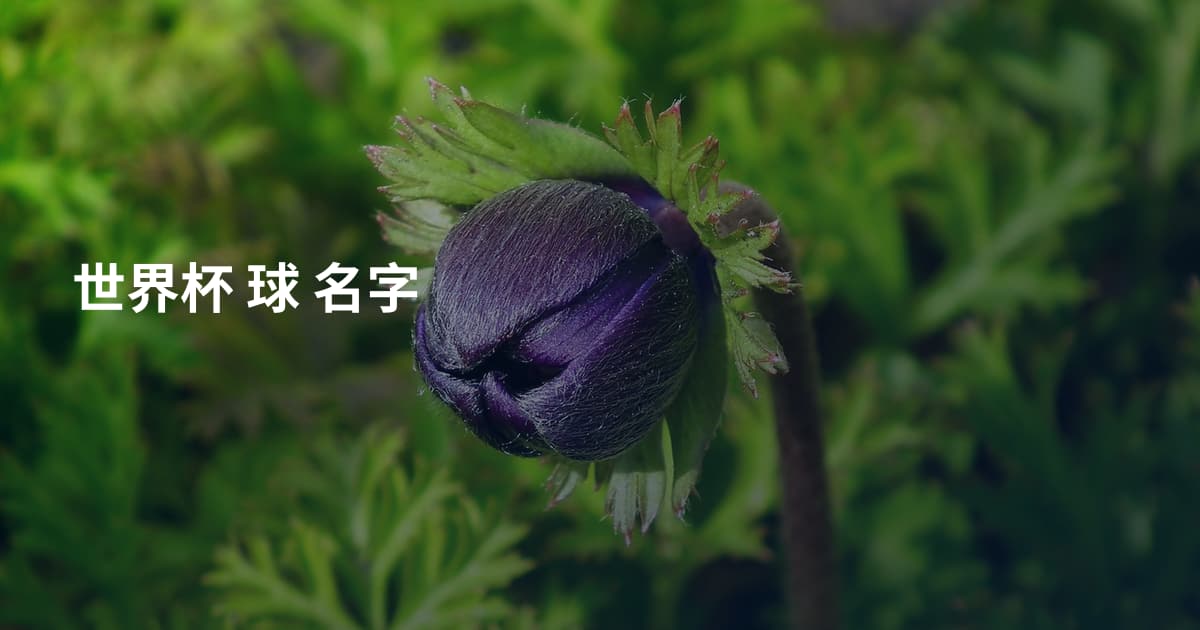 世界杯 球 名字