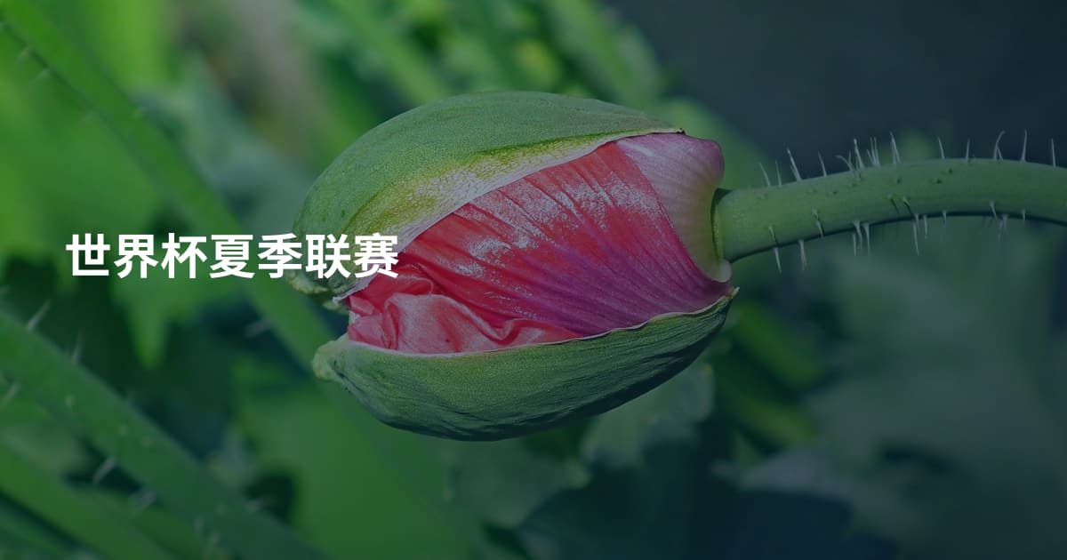 世界杯夏季联赛