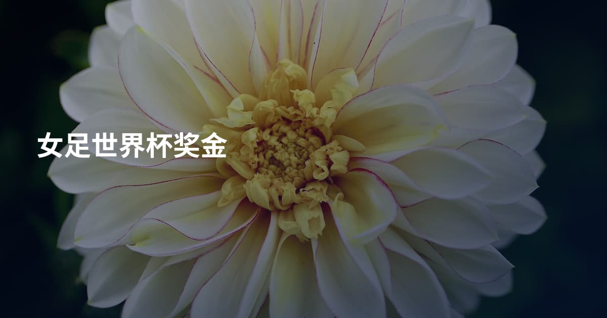 女足世界杯奖金