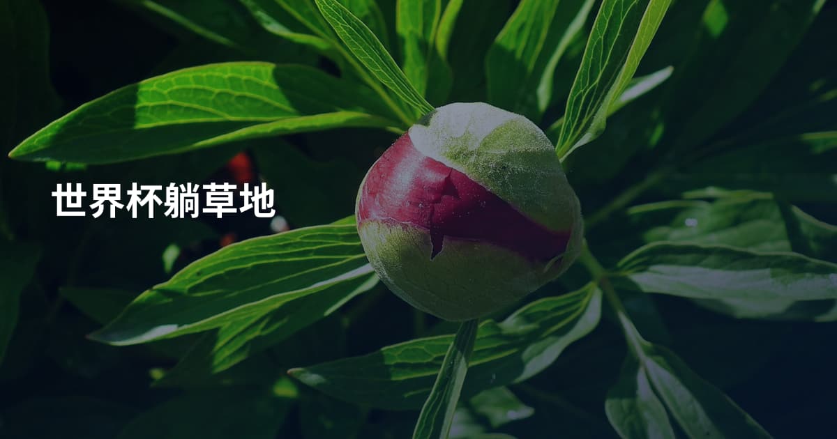 世界杯躺草地