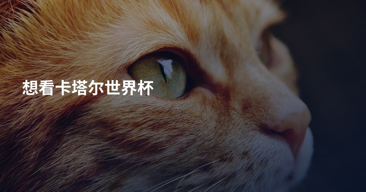 想看卡塔尔世界杯