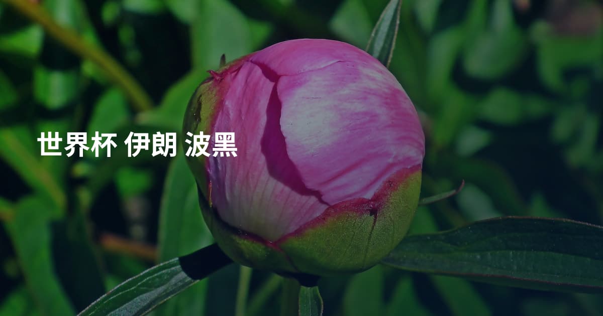 世界杯 伊朗 波黑