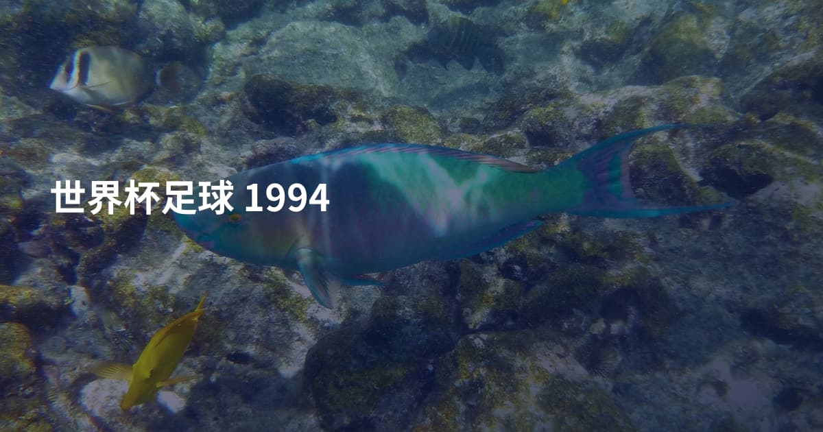 世界杯足球 1994