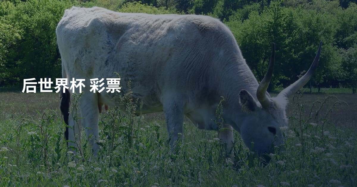 后世界杯 彩票