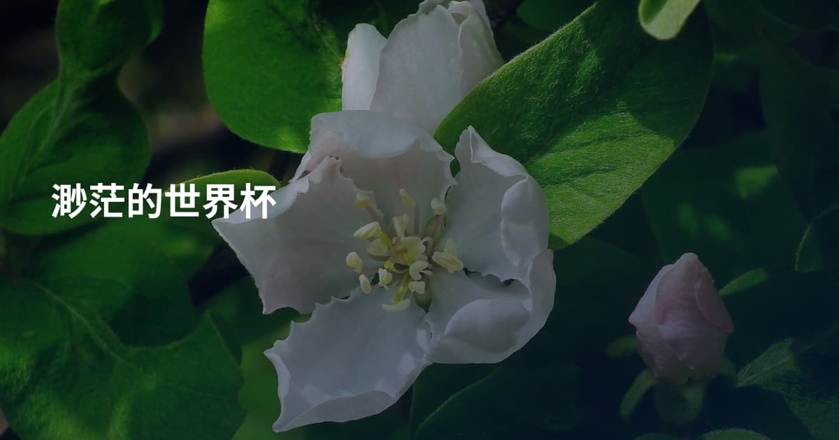 渺茫的世界杯