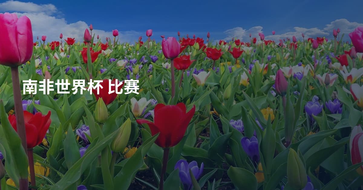 南非世界杯 比赛