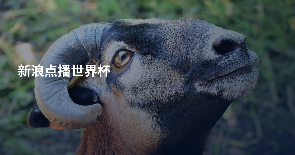 新浪点播世界杯