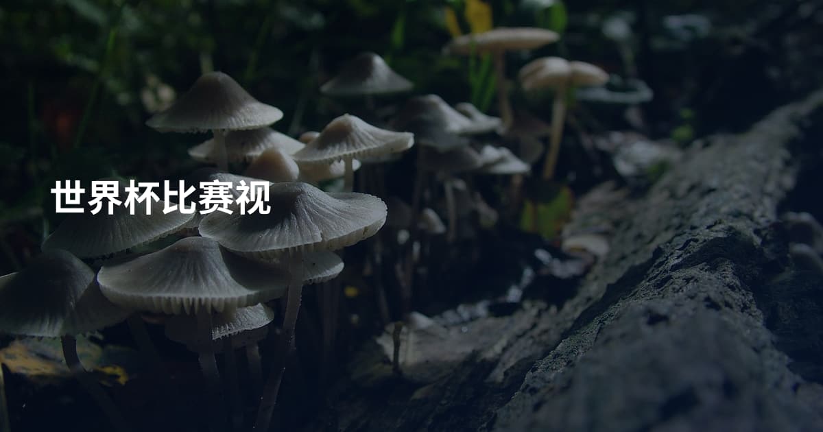 世界杯比赛视