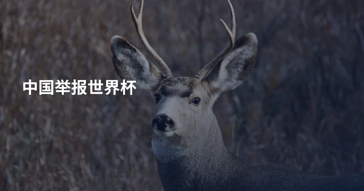 中国举报世界杯
