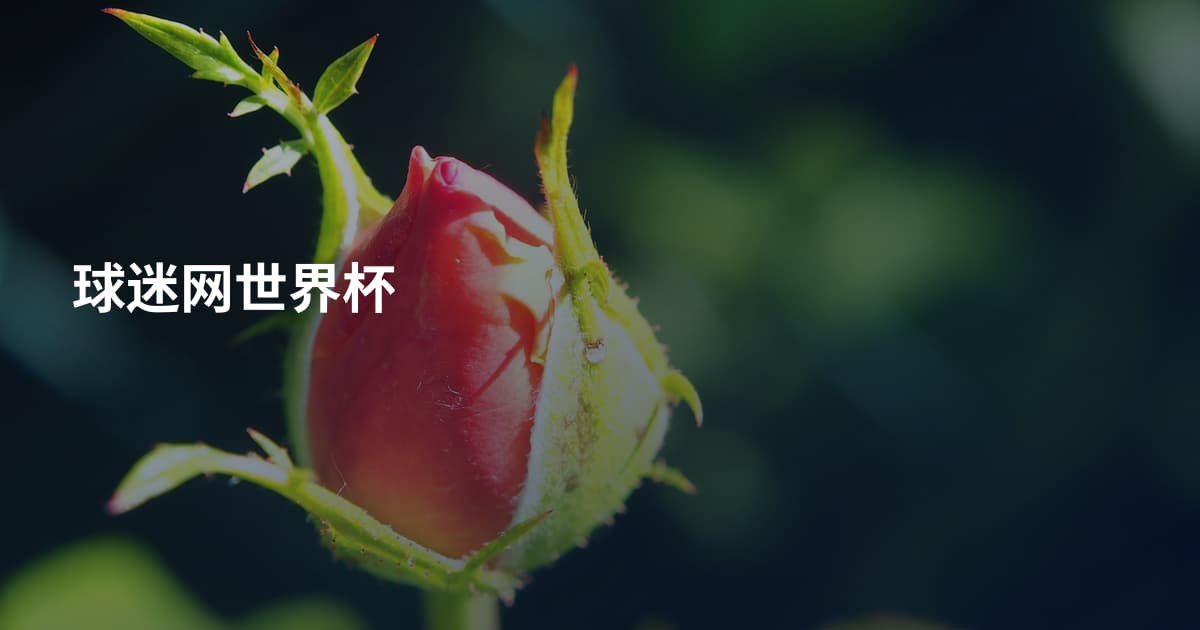 球迷网世界杯