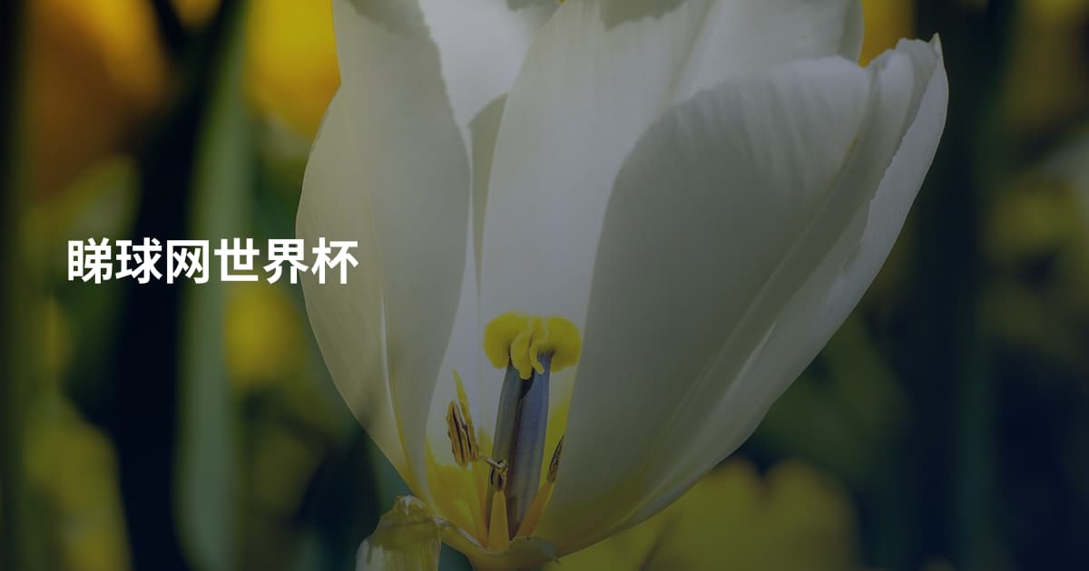 睇球网世界杯