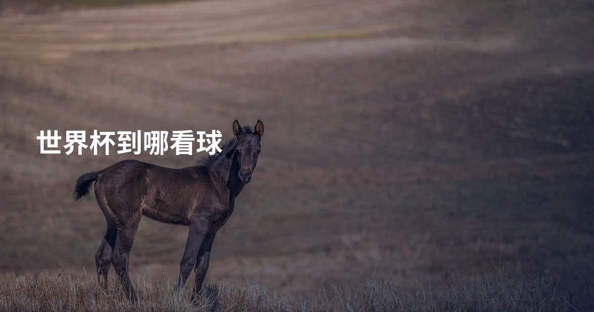 世界杯到哪看球