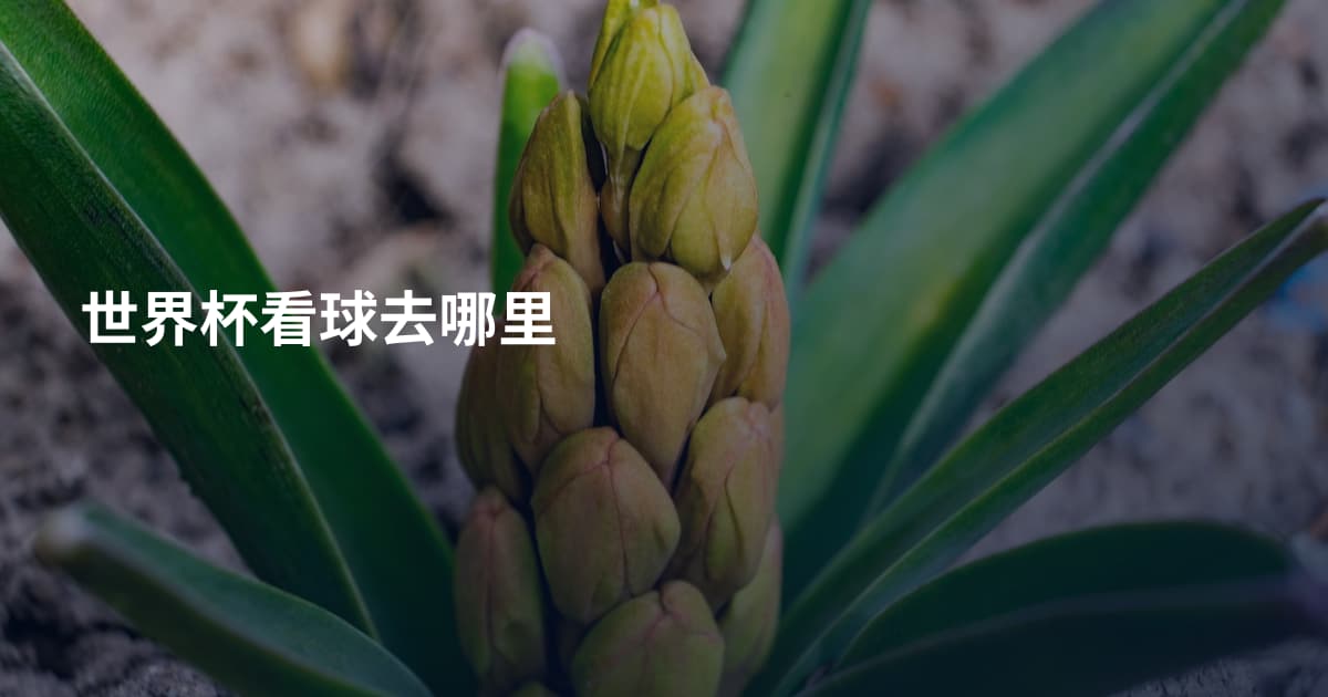 世界杯看球去哪里