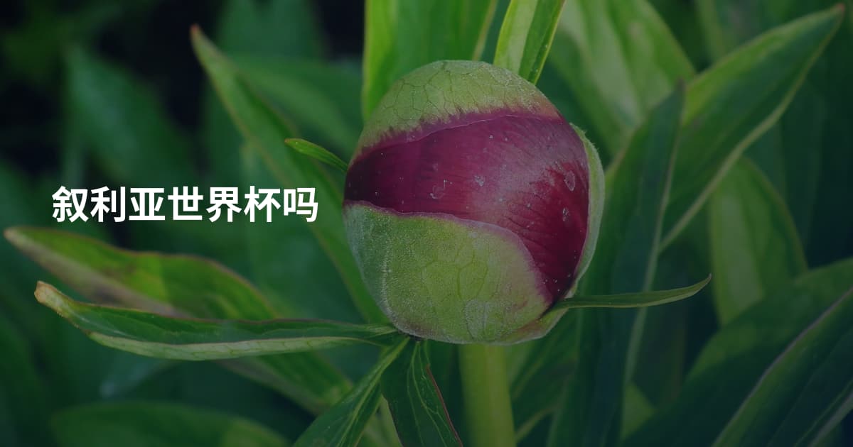 叙利亚世界杯吗