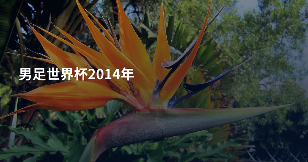 男足世界杯2014年