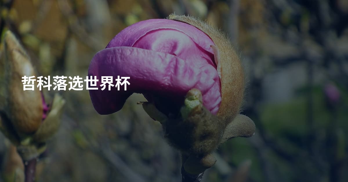 哲科落选世界杯