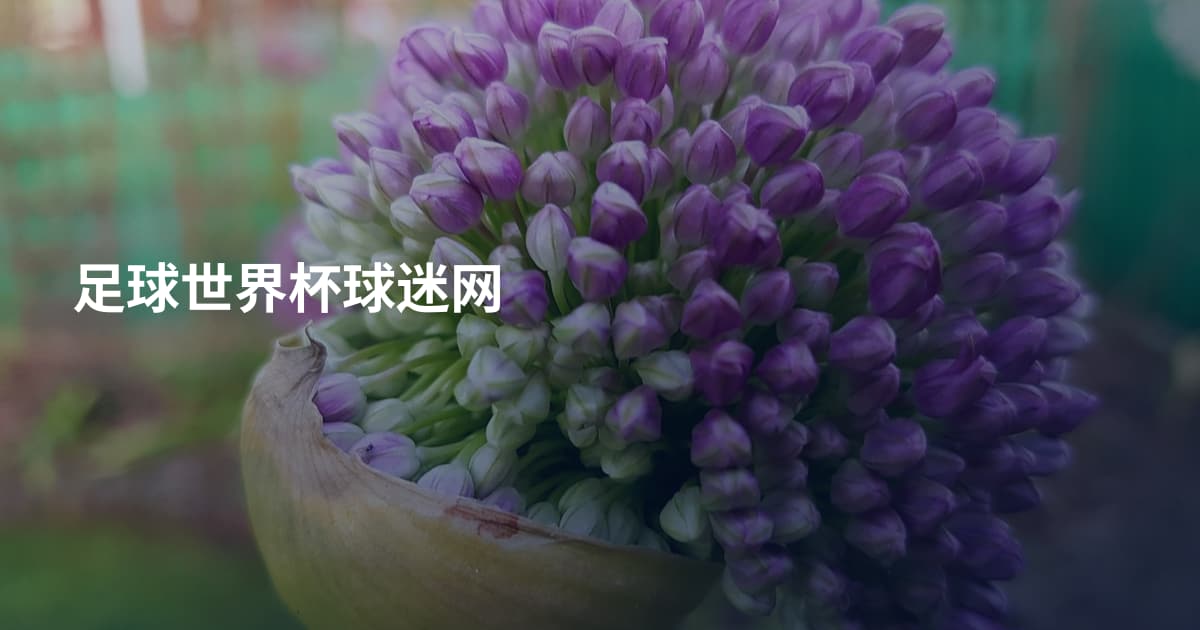 足球世界杯球迷网