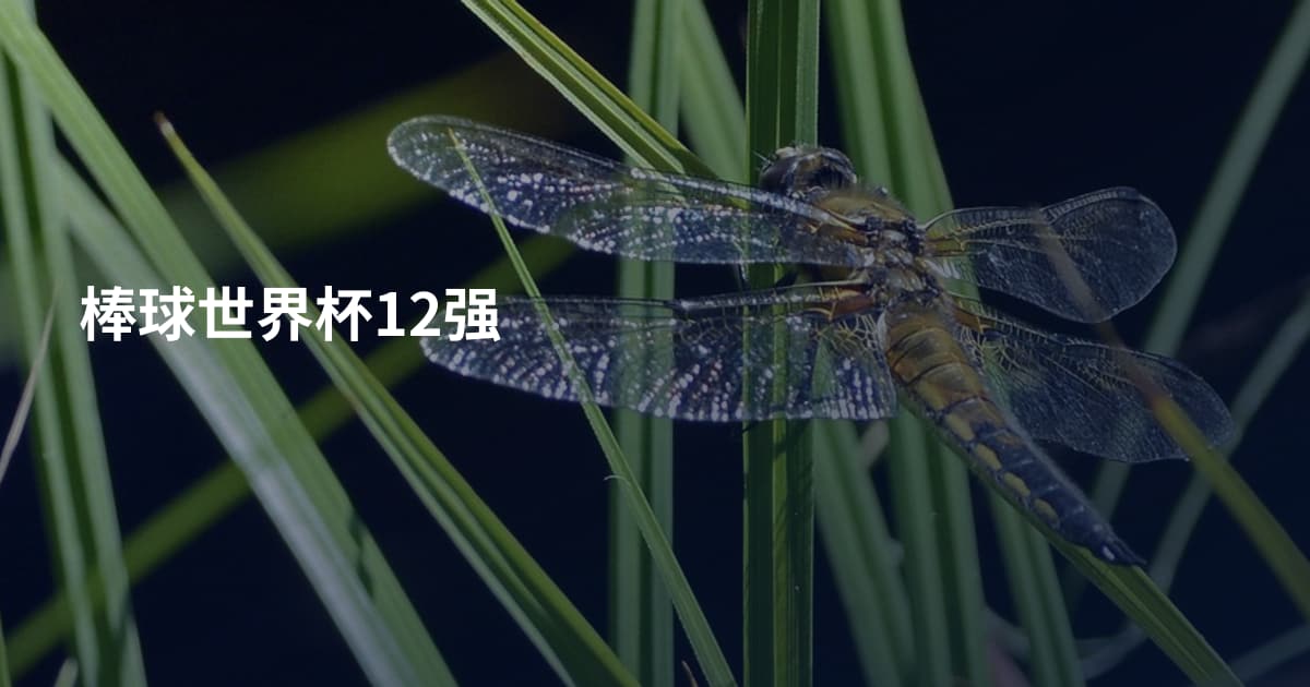 棒球世界杯12强