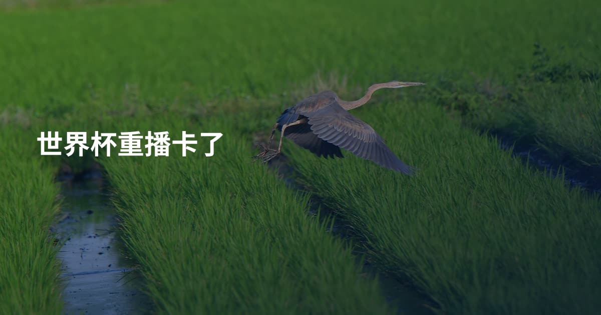 世界杯重播卡了