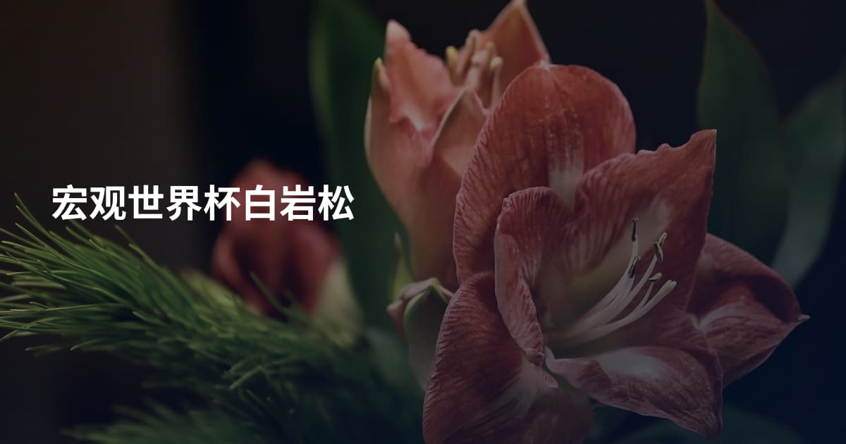 宏观世界杯白岩松