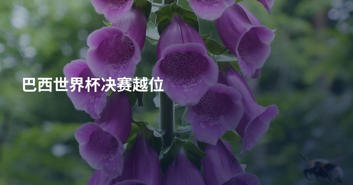 巴西世界杯决赛越位