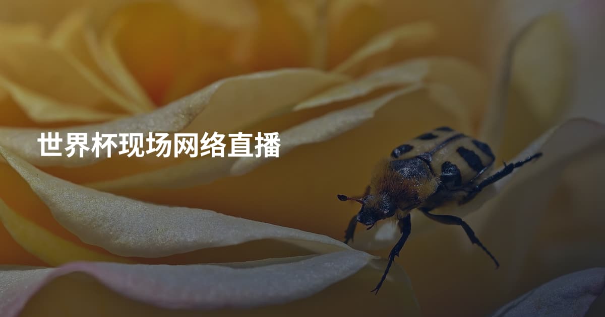 世界杯现场网络直播
