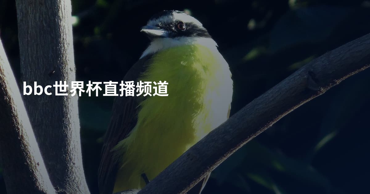 bbc世界杯直播频道