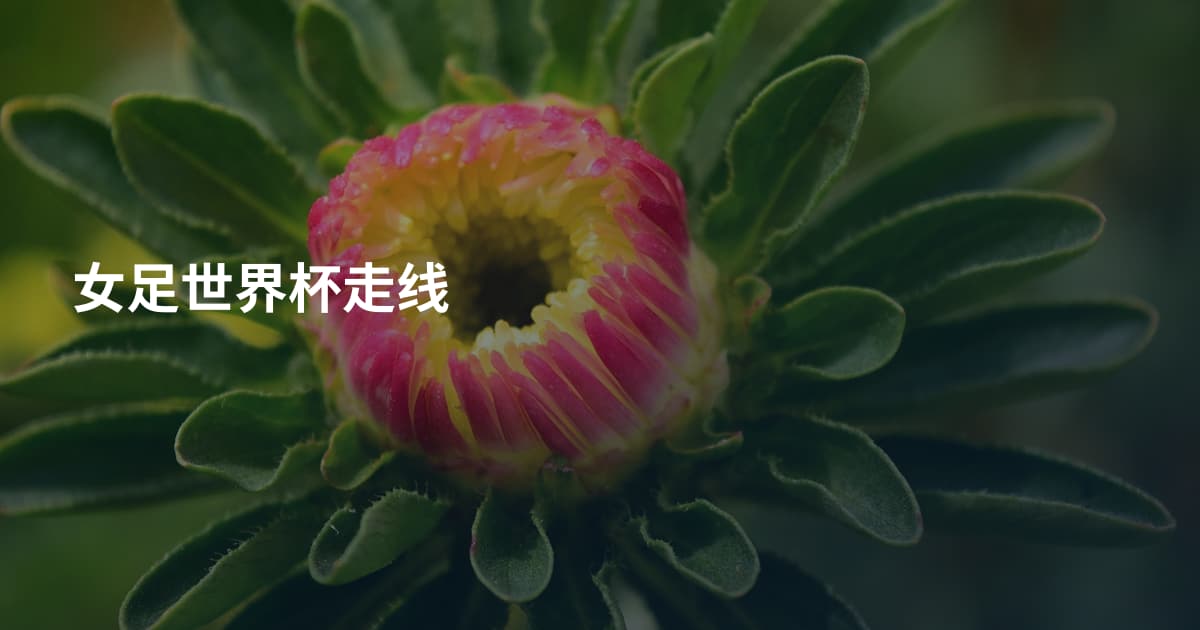 女足世界杯走线
